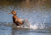 Carl Ellis - Duck Bath